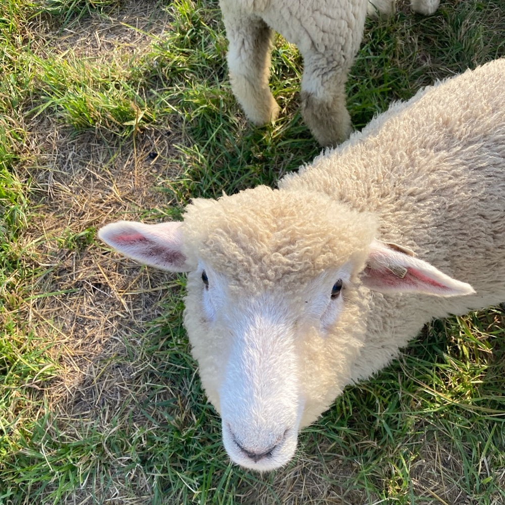 Meet your Posher, Riley